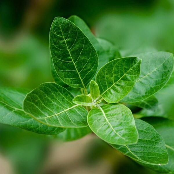 ashwagandha plant