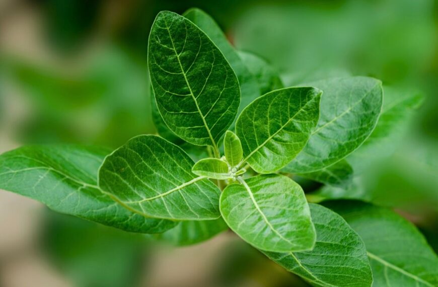 ashwagandha plant