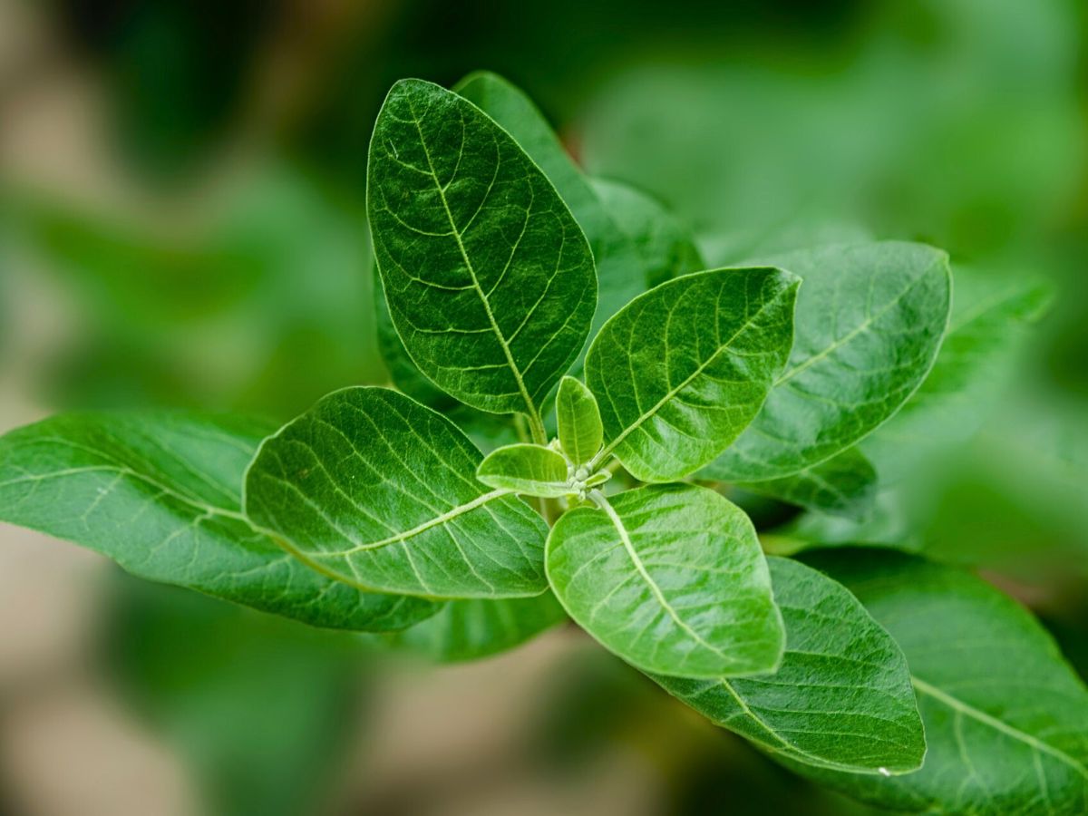 ashwagandha plant