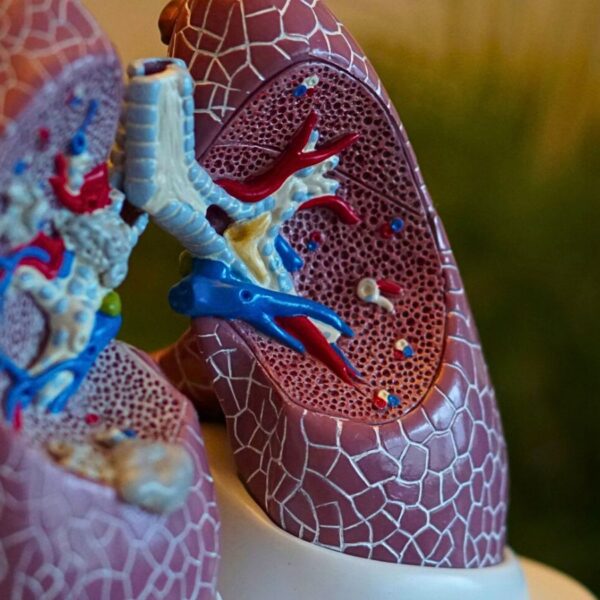 lungs