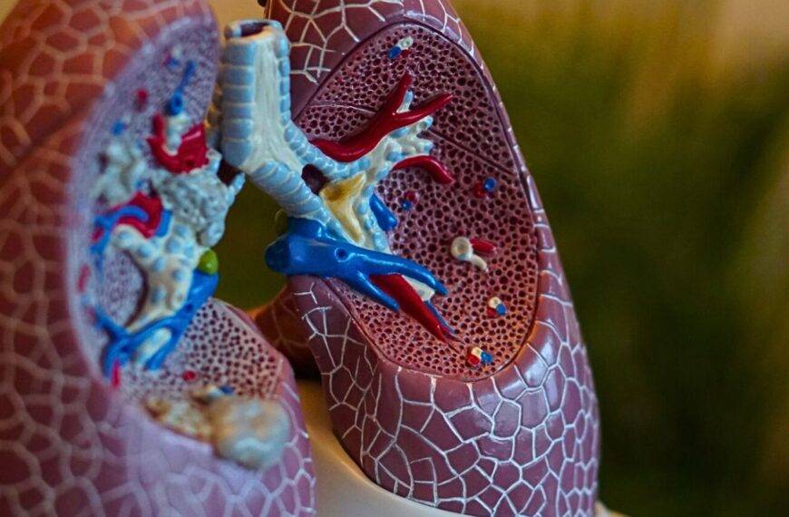 lungs