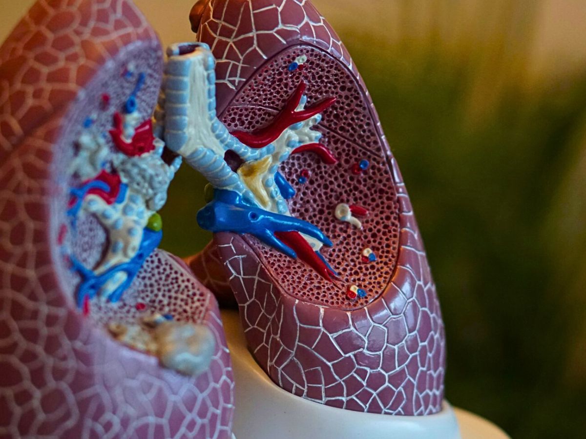 lungs